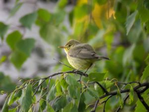 Hippolais polyglotta - Melodious Warbler - Polyglottsångare