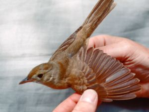 Iduna aedon - Thick-billed Warbler - Tjocknäbbad sångare