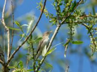 Iduna pallida Åbackarna, Simrishamn, Skåne, Sweden 20180601_0108