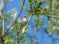 Iduna pallida Åbackarna, Simrishamn, Skåne, Sweden 20180601_0117