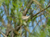 Iduna pallida Åbackarna, Simrishamn, Skåne, Sweden 20180601_0205