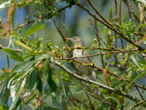 Iduna pallida - Olivaceous Warbler - Eksångare