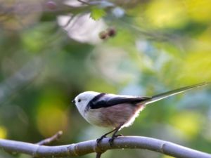 Aegithalos caudatus - Long-tailed Tit - Stjärtmes