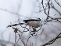 Aegithalos caudatus Almåsa, Malmö, Skåne, Sweden 20191222_0017