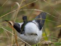 Aegithalos caudatus caudatus Årsvik, Degerhamn, Mörbylånga, Öland, Sweden 20161015_0162