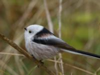 Aegithalos caudatus caudatus Årsvik, Degerhamn, Mörbylånga, Öland, Sweden 20161015_0174