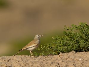 Alaemon alaudipes - Greater Hoopoe Lark - Härfågellärka