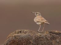 Alaemon alaudipes Rocha Estalcia, Boavista, Cape Verde 20101112B 4154