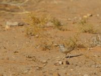 Alaemon alaudipes alaudipes Oued Jenna, Awsard Road, Western Sahara, Morocco 20180220_0160