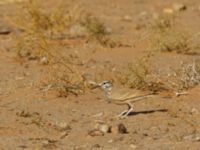 Alaemon alaudipes alaudipes Oued Jenna, Awsard Road, Western Sahara, Morocco 20180220_0161