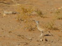 Alaemon alaudipes alaudipes Oued Jenna, Awsard Road, Western Sahara, Morocco 20180220_0163