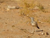 Alaemon alaudipes alaudipes Oued Jenna, Awsard Road, Western Sahara, Morocco 20180220_0167