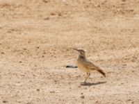 Alaemon alaudipes alaudipes Talhamar Restaurant, Dakhla Peninsula, Western Sahara, Morocco 20180218_0227