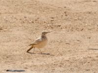 Alaemon alaudipes alaudipes Talhamar Restaurant, Dakhla Peninsula, Western Sahara, Morocco 20180218_0228