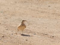 Alaemon alaudipes alaudipes Talhamar Restaurant, Dakhla Peninsula, Western Sahara, Morocco 20180218_0230