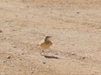 Alaemon alaudipes alaudipes Talhamar Restaurant, Dakhla Peninsula, Western Sahara, Morocco 20180218_0231