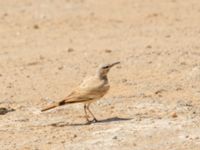 Alaemon alaudipes alaudipes Talhamar Restaurant, Dakhla Peninsula, Western Sahara, Morocco 20180218_0238