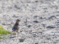 Alauda arvensis Gessie ängar, Vellinge, Skåne, Sweden 20150715_0016