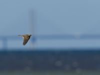 Alauda arvensis Knösen, Falsterbohalvön, Vellinge, Skåne, Sweden 20170501_0066