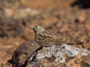 Alaudala rufescens - Lesser Short-toed Lark - Dvärglärka