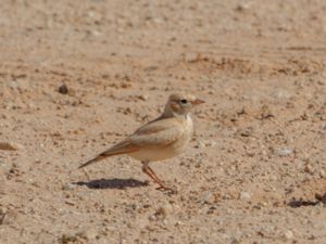 Ammomanes cinctura - Bar-tailed Lark - Sandökenlärka