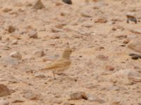 Ammomanes cinctura arenicola Camel Drinking, Awsard Road, Western Sahara, Morocco 20180219_0127