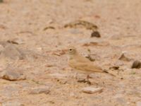 Ammomanes cinctura arenicola Camel Drinking, Awsard Road, Western Sahara, Morocco 20180219_0156