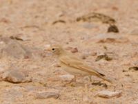 Ammomanes cinctura arenicola Camel Drinking, Awsard Road, Western Sahara, Morocco 20180219_0157