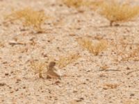 Ammomanes cinctura arenicola Oued Jenna, Awsard Road, Western Sahara, Morocco 20180220_0086