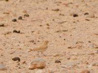 Ammomanes cinctura arenicolor Camel Drinking, Awsard Road, Western Sahara, Morocco 20180219_0124