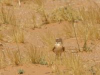 Ammomanes cinctura arenicolor Oued Jenna, Awsard Road, Western Sahara, Morocco 20180220_0145