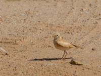 Ammomanes cinctura arenicolor Pumping House, Dakhla, Western Sahara, Morocco 20180221_0201