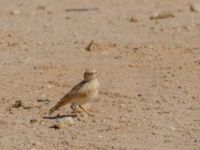 Ammomanes cinctura arenicolor Pumping House, Dakhla, Western Sahara, Morocco 20180221_0204