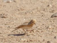 Ammomanes cinctura arenicolor Pumping House, Dakhla, Western Sahara, Morocco 20180221_0209