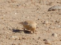 Ammomanes cinctura arenicolor Pumping House, Dakhla, Western Sahara, Morocco 20180221_0210