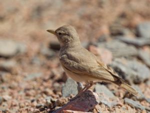 Ammomanes deserti - Desert Lark - Stenökenlärka