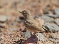 Ammomanes deserti Eilat graveyard, Israel 2013-03-28 262