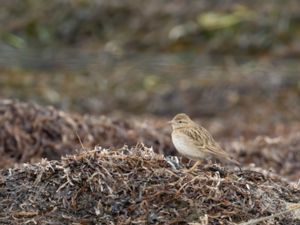 Calandrella brachydactyla - Greater Short-toed Lark - Korttålärka