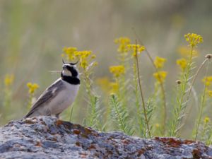 Eremophila alpestris - Horned Lark - Berglärka