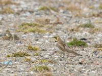 Eremophila alpestris Norra hamnen, Malmö, Skåne, Sweden 20180324_0005