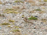 Eremophila alpestris Norra hamnen, Malmö, Skåne, Sweden 20180324_0006