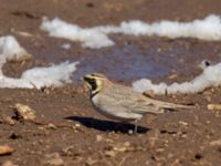 Eremophila alpestris atlas Oukaimeden, Morocco 20180223_0147