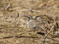 Eremophila alpestris penicillata 3.2 km NNE Gudauri Monument, Stepantsminda, Mtskheta-Mtianeti, Georgia 20180424_2481