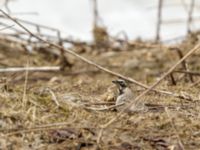 Eremophila alpestris penicillata 3.2 km NNE Gudauri Monument, Stepantsminda, Mtskheta-Mtianeti, Georgia 20180424_2484