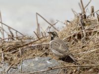 Eremophila alpestris penicillata 3.2 km NNE Gudauri Monument, Stepantsminda, Mtskheta-Mtianeti, Georgia 20180424_2488