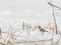 Eremophila alpestris penicillata 3.2 km NNE Gudauri Monument, Stepantsminda, Mtskheta-Mtianeti, Georgia 20180424_2518