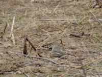 Eremophila alpestris penicillata 3.2 km NNE Gudauri Monument, Stepantsminda, Mtskheta-Mtianeti, Georgia 20180424_2530