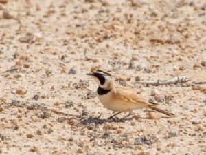 Eremophila bilopha - Temminck's Horned Lark - Ökenberglärka