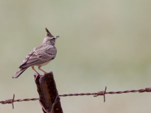 Galerida cristata - Crested Lark - Tofslärka