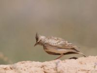 Galerida cristata Nizzana, Israel 2013-03-27 252